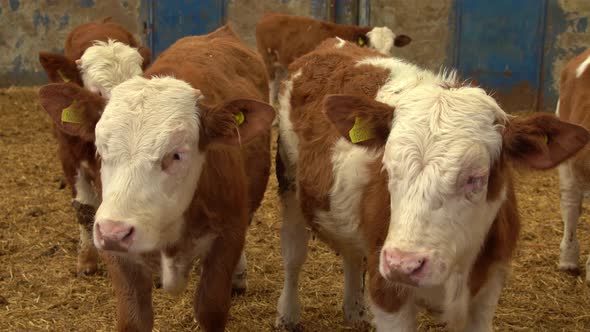 Cute calves in the fattening farm.