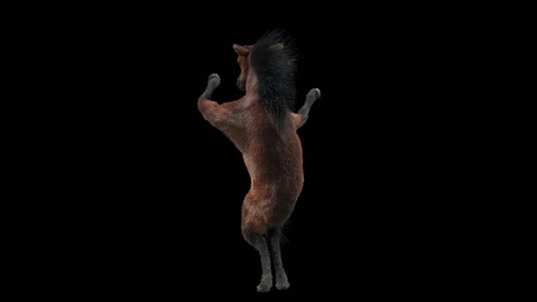 45 Horse Dancing HD