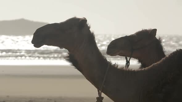 camels having a good time in the beach