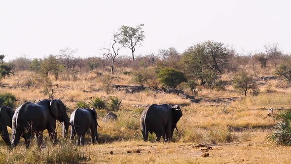 African bush elephant in Kruger National park, South Africa