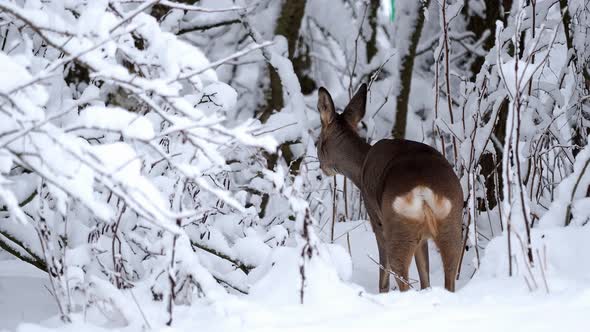 Roe deer in a snowy forest. Capreolus capreolus. Wild roe deer in winter nature.