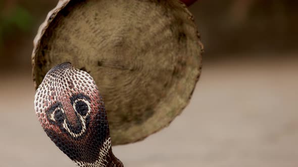 Indian Spectacled Cobra Snake Venomous with Its Hood  Lat