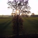 Aerial Shot of a Row of Trees in a Field at Sunset - VideoHive Item for Sale