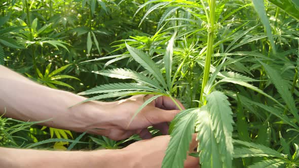Man Picks Off a Cannabis Leaf