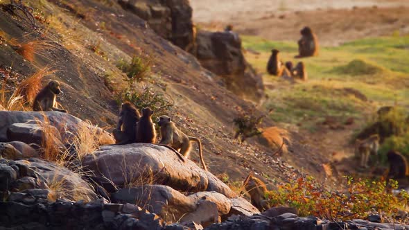 Chacma baboon in Kruger National park, South Africa