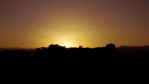 Silhouette of Tree at Sunset