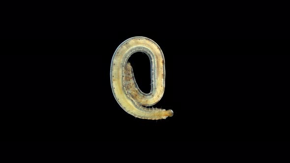 Polychaeta Polyophthalmus Sp, Worm Under a Microscope, Ophelliidae Family