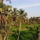 Drone shot of a field in Bali on a hazy morning. - VideoHive Item for Sale