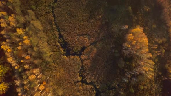 Small Wild River in Autumn Forest Top Down Aerial