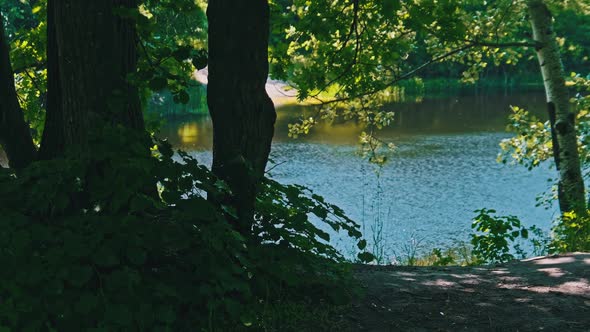 Landscape Nature of the River Bank with Green Vegetation