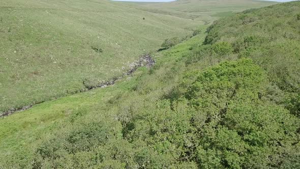 Aerial shot tracking upwards over the top of Wistmans wood, with grassy moorland in the background,