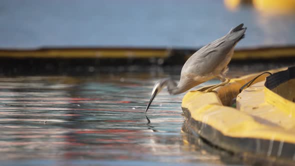 Static slow-mo shot of a bird fishing by the water.