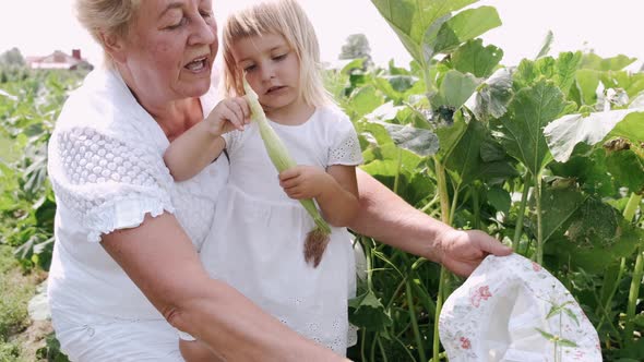 Grandmother and Granddaughter Are Sitting on a Green Farm Plantation