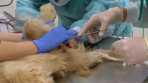 Surgery at the Veterinary Clinic. Sterilization of Dogs