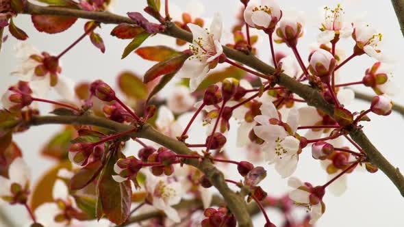 White Flowers Blossoms on the Branches Cherry Tree