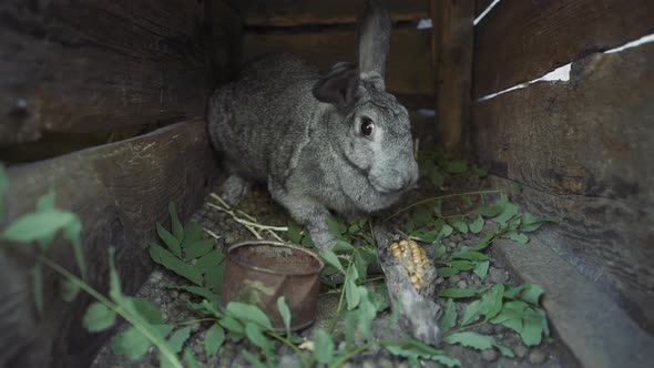 Big rabbit in a wooden cage. Rabbit on the farm. A gray long-eared animal gnaws a swing of corn