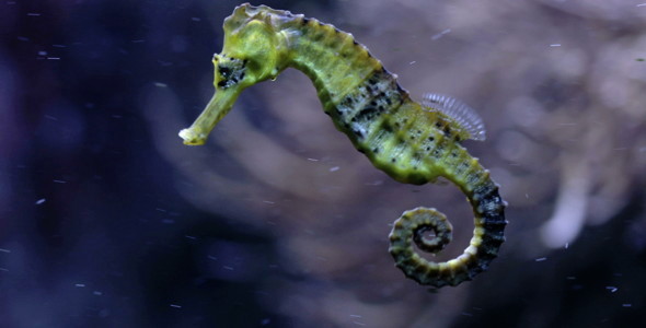 Sea Horse