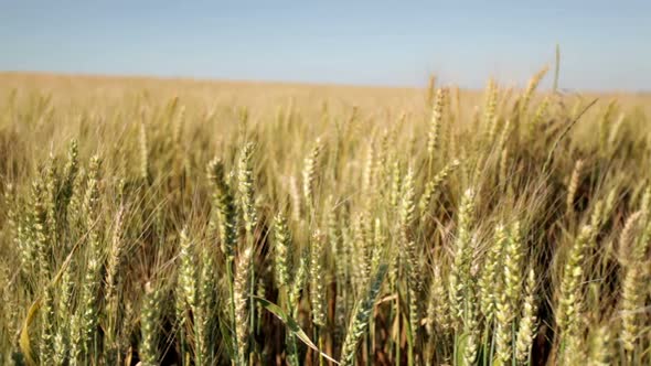 Panshot in Cornfield