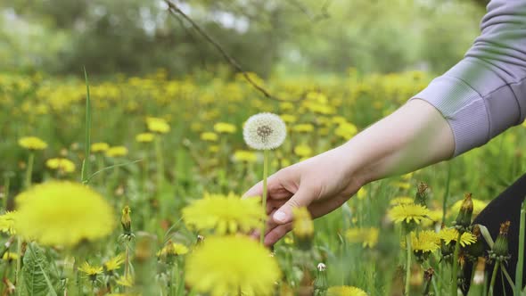 Paleskinned Woman Sits Down Near White Dandelion and Gently Touches Its Stem