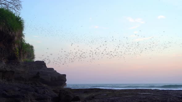 Black bats silhouettes flying on blue sky in Pura Tanah Lot, Bali beach at sunset.
