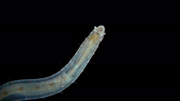 Polychaeta Polyophthalmus Sp. Worm Under a Microscope, Ophelliidae Family