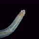 Polychaeta Polyophthalmus Sp. Worm Under a Microscope, Ophelliidae Family - VideoHive Item for Sale
