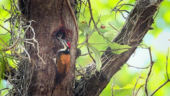 Black-rumped flameback in Bardia national park, Nepal