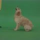 Golden Retriever Hunter Bird Dog Sit And Barking To Owner Isolated On Green Screen 4 K Video Footage - VideoHive Item for Sale