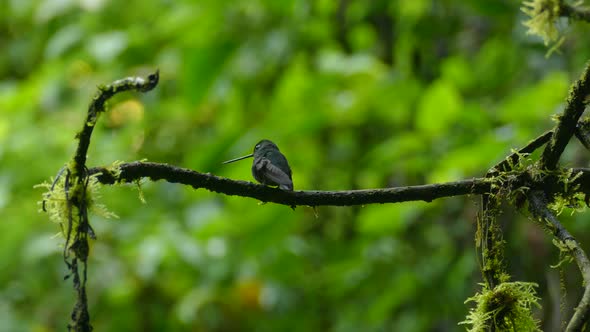 Small black hummingbird with long beak sitting on a branch in a rain forest. Close up of a curious h