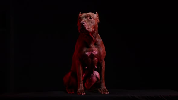 American Pit Bull Terrier in the Studio on a Black Background in Red Neon Light