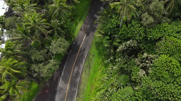 asphalt road along the ocean among palm trees.