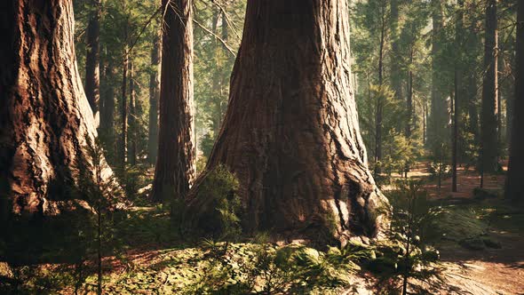 Giant Sequoias in the Giant Forest Grove in the Sequoia National Park