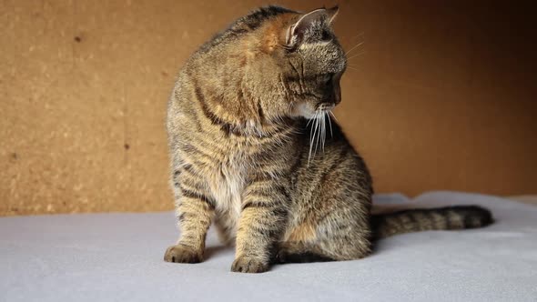 Funny Portrait Arrogant Shorthaired Domestic Tabby Cat Posing on Dark Brown Background