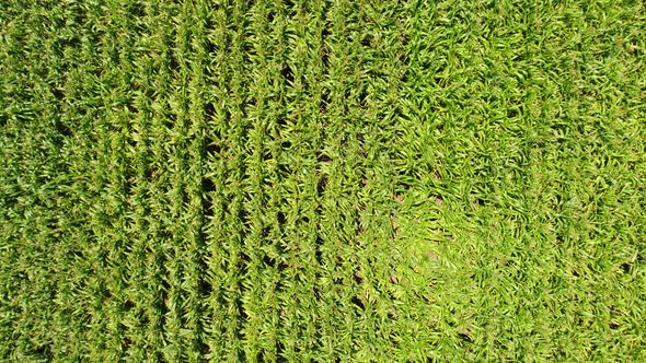 4k Aerial Drone flight over corn plant field.