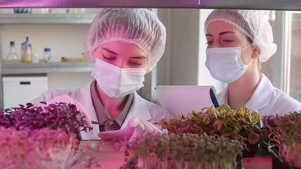 Two Biologists Analyzing Young Plants in Lab