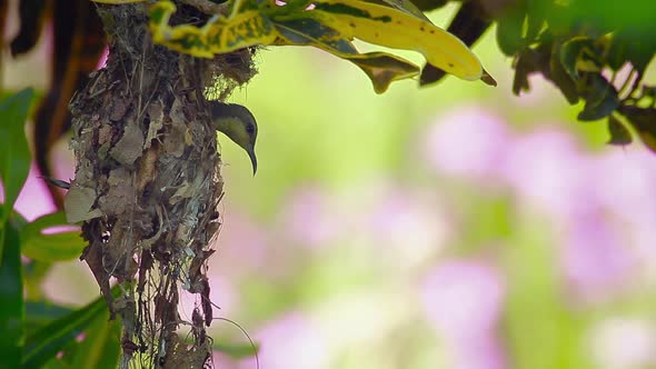 Purple sunbird in Bardia national park, Nepal