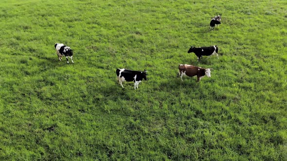 Aerial View of Cows on a Farm. Group of Cows Calmly Walking and Chewing Grass on a Bright Green