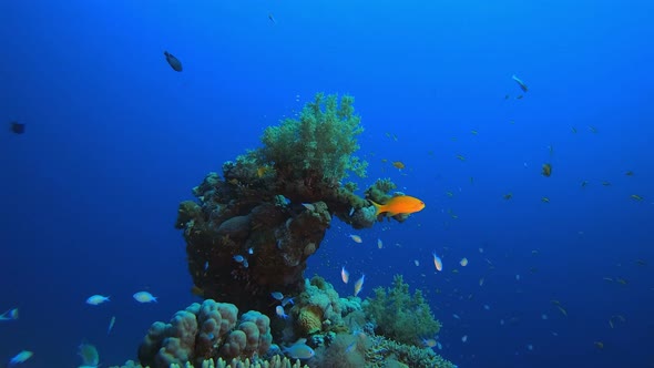 Tropical Coral Garden Underwater Life