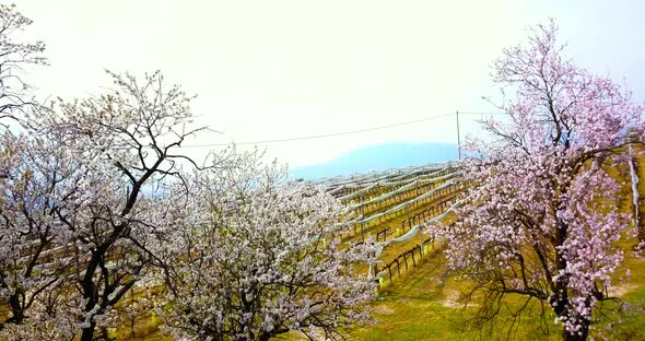 Pink Peach Trees Blossoming Against Vineyard in Tuscany