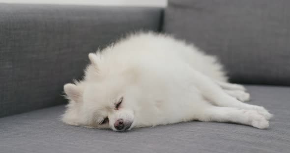 Pomeranian dog feel tired and sleep on sofa