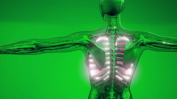 Human Lungs Radiology Exam alt