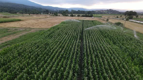 Aerial Drone Farm Corn