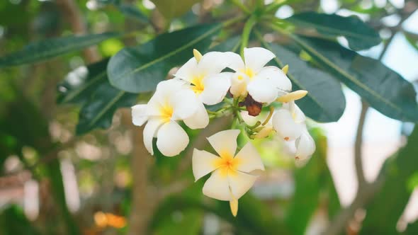 Close Up of White Frangipani Plumeria Flowers Blossoms in Green Garden