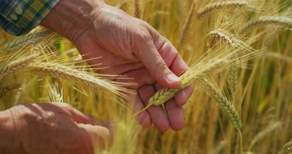 Close up of farmer touching wheat crop ears to control it quality in grain field