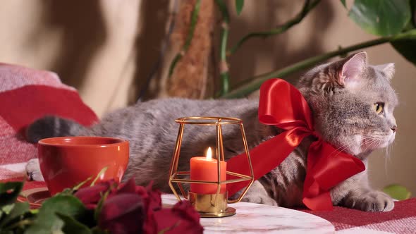 Cat celebrates Valentine's Day in bed with roses