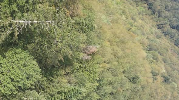 Vertical Video Aerial View of Trees in the Forest