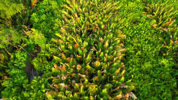 4K Aerial view drone fly over Nypoideae trees and yellow treetops. Cinematic drone shot.