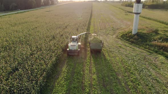 A Forage Harvester Cuts Corn Into Silage and Refills a Tractor Trailer on a Sunny Day