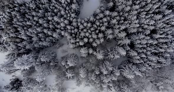 Snow-Covered Forest Of Pine Trees On Winter Windy Day - Aerial Drone Shot