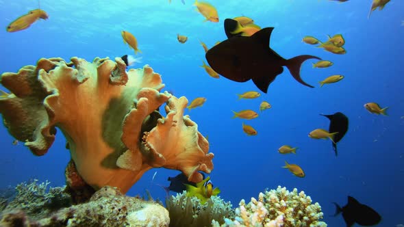 Marine Life Clownfish